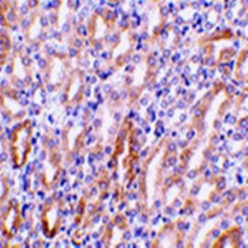  Immunohistochemical analysis of formalin-fixed and paraffin-embedded mouse kidney tissue using CAD antibody