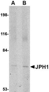 Western blot analysis of 293 cell lysate at (A) 1 and (B) 2 ug/mL using JPH1 antibody 