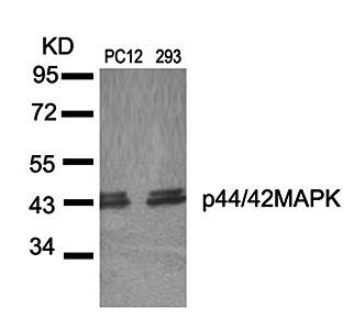 Western blot analysis of p44/42 MAP Kinase(Ab-204) antibody in PC12 and 293 cells lysate