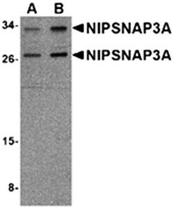 Western blot analysis of mouse brain tissue lysate at (A) 0.5 and (B) 1 ug/mL using NIPSNAP3A antibody 