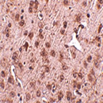  Immunohistochemical analysis of formalin-fixed and paraffin-embedded mouse brain tissue at 2.5 ug/mL using NIPSNAP3A antibody