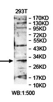  Western blot analysis of 293T cell lysate using POLR2C antibody