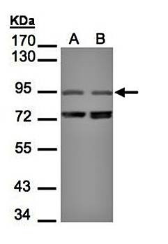 Western Blot analysis of A:293T, B:Raji whole cell lysate using NIR1 antibody