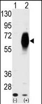  Western blot analysis of 293 cell lysates using AMHR2 antibody. 