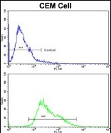  Flow cytometry analysis of CEM cells using AMHR2 Antibody. Negative control (top histogram) and positive (bottom histogram). FITC conjugated goat anti rabbit secondary antibodies were used for the analysis.