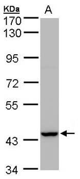 Western Blot analysis of A:MOLT4 whole cell lysate using Peroxin 13 antibody