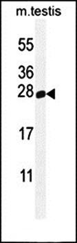 Western blot analysis of mouse testis tissue lysates (35ug/lane) using PLD6 antibody