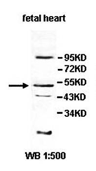 Western blot analysis of fetal heart lysate using INPP5K antibody 