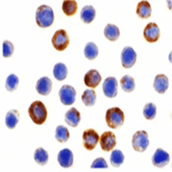 Immunohistochemical analysis of formalin-fixed and paraffin-embedded HepG2 cells using ILP 2 antibody