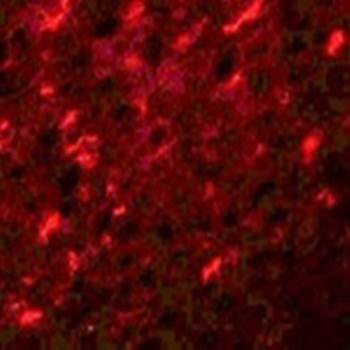  Confocal immunofluorescence analysis of rat kidney tissue at 20 ug/mL using APC7 antibody