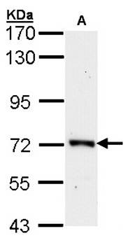 Western Blot analysis of A:Raji whole cell lysate using ORC2 antibody 