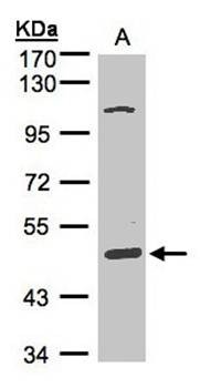Western Blot analysis of A:HepG2 whole cell lysate using SCARA3 antibody 
