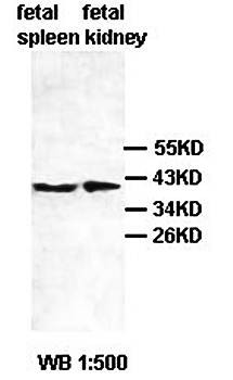  Western blot analysis of fetal spleen and kidney lysate using ADAP2 antibody