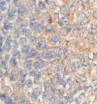 Immunohistochemical analysis of formalin-fixed paraffin embedded fetal skin showing membrane staining using HIGD1A antibody