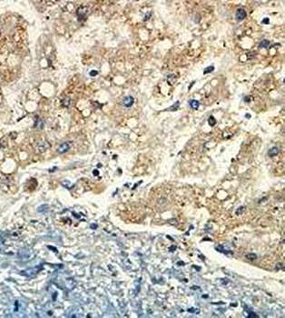  Immunohistochemical analysis of formalin-fixed paraffin embedded fetal liver showing cytoplasmic and nucleus staining using ISOC2 antibody