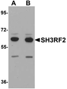 Western blot analysis of 3T3 cell lysate at (A) 1 and (B) 2 ug/ml using SH3RF2 antibody 