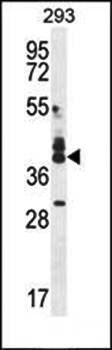  Western blot analysis of CUZD1 antibody in 293 cell line lysates 
