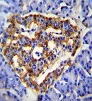  Immunohistochemical analysis of formalin fixed and paraffin embedded human pancrease tissue using CUZD1 antibody