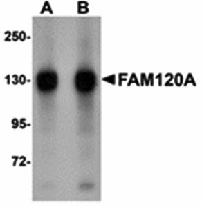 Western blot analysis of SK-N-SH cell lysate at (A) 0.5 and (B) 1 ug/mL using FAM120A antibody 