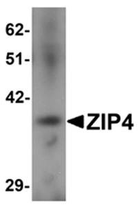 Western blot analysis of mouse small intestine tissue lysate at 1 ug/mL using ZIP4 antibody 