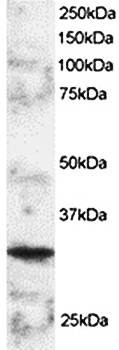 Western blot analysis of mouse spleen lysate (2ug/ml) using BOB1 antibody