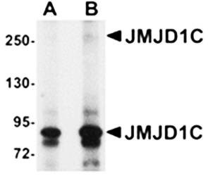 Western blot analysis of human liver tissue lysate at (A) 1 and (B) 2 ug/mL using JMJD1C antibody 