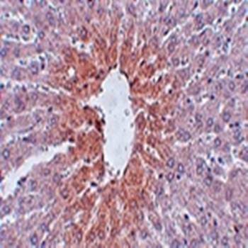  Immunohistochemical analysis of formalin-fixed and paraffin-embedded rat liver tissue at 2.5 ug/mL using JMJD1C antibody