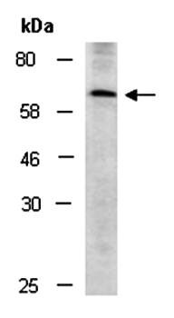 Western blot analysis of total cell extracts from human HepG2 using SLC19A3 antibody