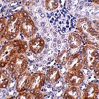  Immunohistochemical analysis of formalin-fixed and paraffin-embedded mouse kidney tissue at 2.5 ug/mL using LIAR antibody
