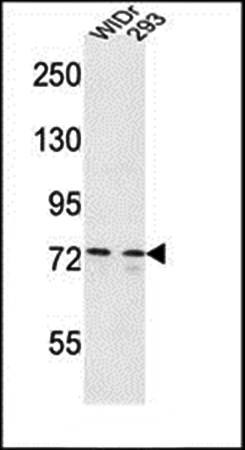Western blot analysis of CEP63 antibody in WiDr,293 cell line lysates 
