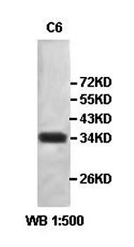 Western blot analysis of C6 cell lysate using HORMAD2 antibody