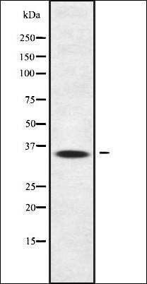Western blot analysis of HepG2 whole cell lysates using OR13J1 antibody