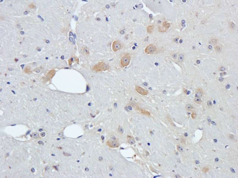 Immunohistochemical staining of mouse brain tissue using anti-Leptin receptor (2.5 ug/ml)