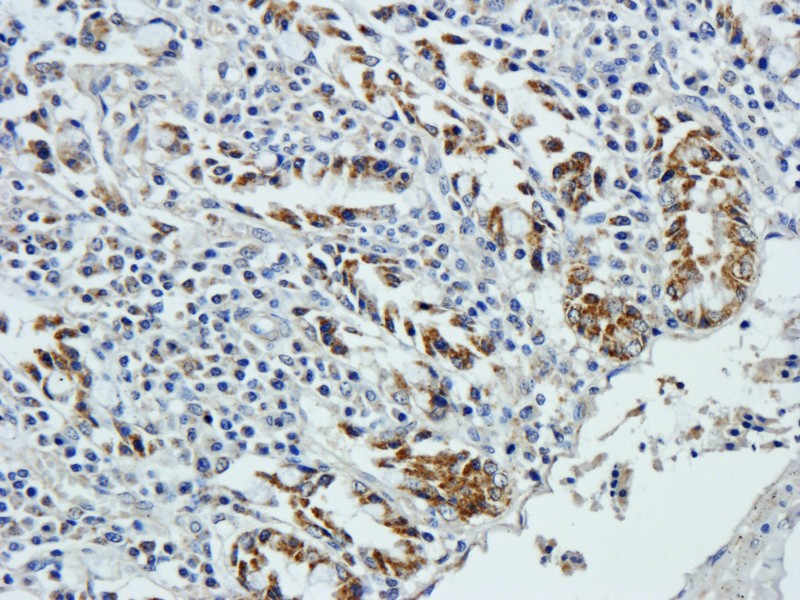 IHC-P image of pig small intestines tissue using anti-Leptin receptor (2.5 ug/ml)