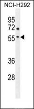 Western blot analysis of NCI-H292 cell line lysates (35ug/lane) using ADORA2A antibody