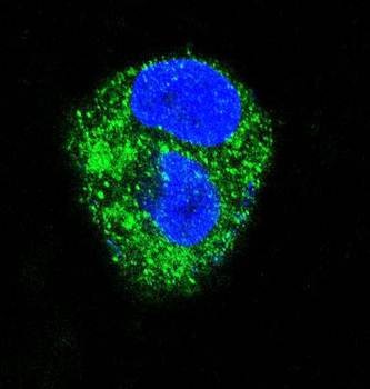 Confocal immunofluorescense analysis of HepG2 cell lysate using ADORA2A antibody