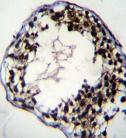 Immunohistochemistry analysis of formalin fixed and paraffin embedded human testis tissue using C7orf63 antibody