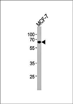 Western blot analysis of MCF-7 cell line lysates (35ug/lane) using ESR2 antibody