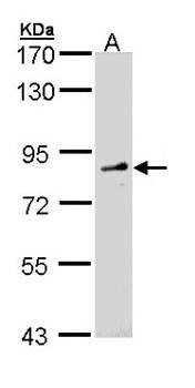 Western Blot analysis of A:Molt-4 whole cell lysate using FGD4 antibody