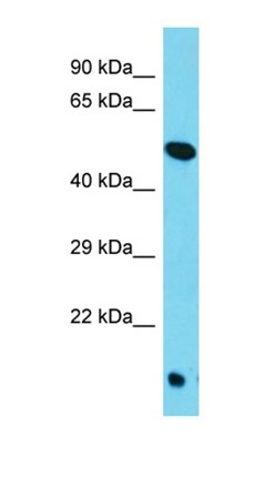 Western blot analysis of human HepG2 tissue using TOR4A antibody