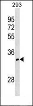 Western blot analysis of 293 cell line lysates (35ug/lane) using OR52I1 antibody (C-term)