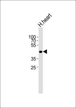 Western blot analysis of human heart tissue lysateusing OR13C9 antibody (primary antibody dilution at: 1:1000)
