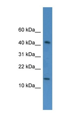 Western blot analysis of HepG2 cell lysate tissue using C19orf73 antibody