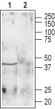 Western blot analysis of rat brain lysate: 1. Anti-Galanin Receptor type 1 antibody (#WGA1017), (1:200). 2. Anti-Galanin Receptor type 1 antibody, preincubated with the control peptide antigen.