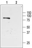 Western blot analysis of rat kidney membranes: 1. Anti-K ir 1.1 (ROMK1) antibody (#WGA1089), (1:200). 2. Anti-K ir 1.1 (ROMK1) antibody, preincubated with the control antigen.