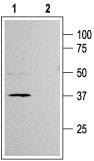 Western blot analysis of rat pancreas membranes: 1. Anti-K ir 6.2 antibody (#WGA1087), (1:200). 2. Anti-K ir 6.2 antibody, preincubated with the control peptide antigen.
