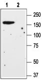 Western blot analysis of rat brain lysate: 1. Anti-mGluR1 (extracellular) antibody (#WGA1270), (1:200). 2. Anti-mGluR1 (extracellular) antibody, preincubated with the control peptide antigen.