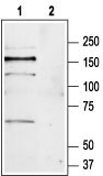 Western blot analysis of mouse brain lysate: 1. Anti-mGluR1 (extracellular) antibody (#WGA1270), (1:200). 2. Anti-mGluR1 (extracellular) antibody, preincubated with the control peptide antigen.
