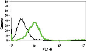 Indirect flow cytometry analysis in live intact Jurkat cells: Black: Unstained cells + goat-anti-rabbit-FITC. Green: Cells + Anti-mGluR1 (extracellular) antibody (#WGA1270), (10 µg) + goat-anti-rabbit-FITC.