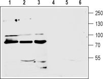 Western blot analysis of mouse (lanes 1 and 4) and rat (lanes 2 and 5) brain membranes and human CCF-STTGI astrocytoma (lanes 3 and 6) cell line lysate (1:200): 1-3. Anti-mGluR7 (extracellular) antibody (#WGA1254), (1:200). 4-6. Anti-mGluR7 (extracellular) antibody, preincubated with the control peptide antigen.
